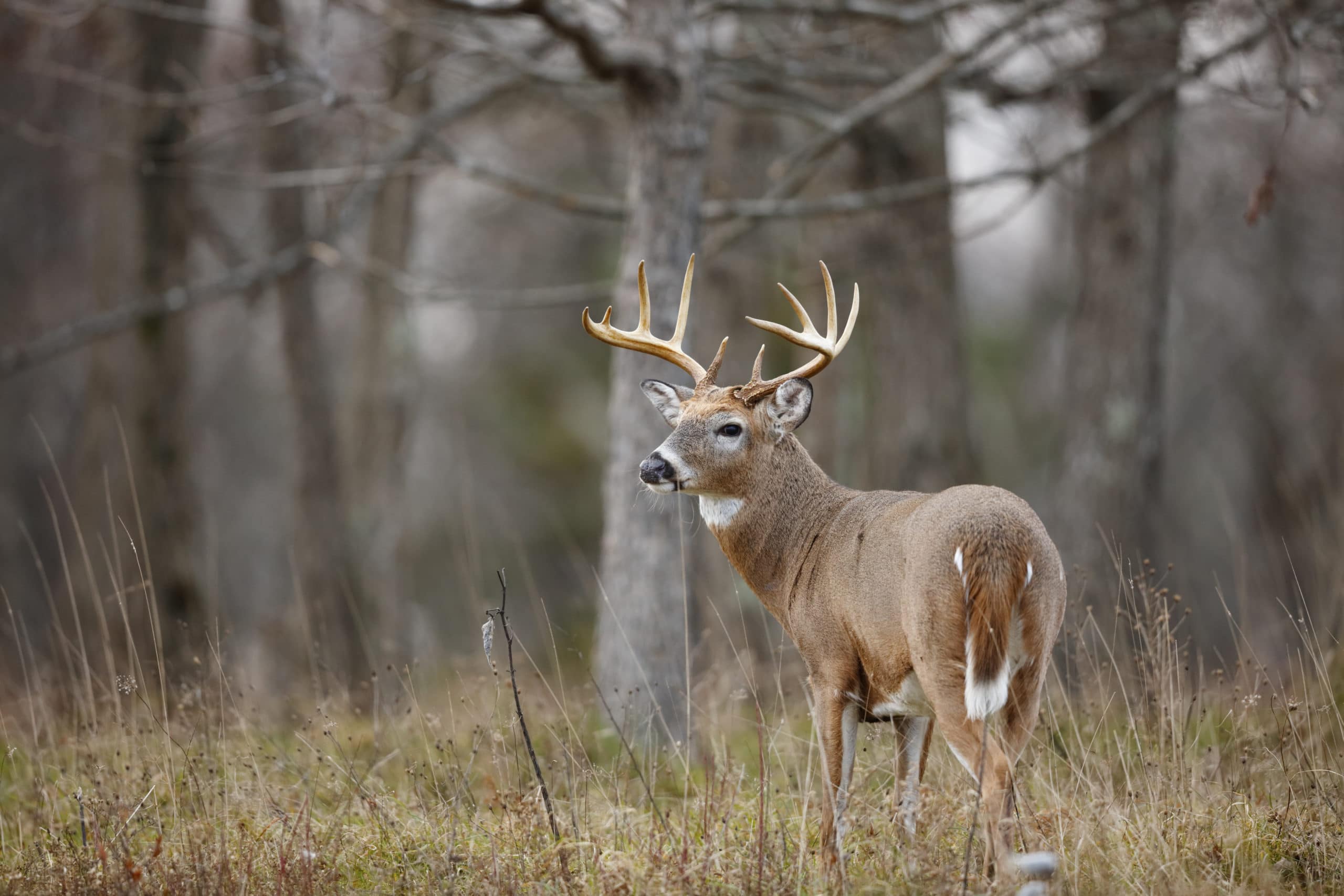 A white-tailed deer buck